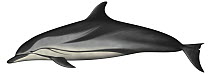 Striped Dolphin (Stenella coeruleoalba)