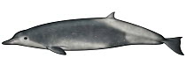 True's Beaked Whale (Mesoplodon mirus)