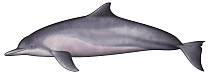 Tucuxi River Dolphin (Sotalia fluviatilis)