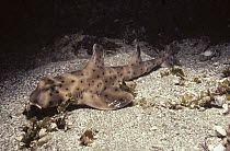 Horn Shark (Heterodontus francisci), California