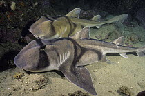 Port Jackson Shark (Heterodontus portusjacksoni) pair, New South Wales, Australia