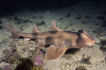 Crested Bullhead Shark (Heterodontus galeatus), New South Wales, Australia