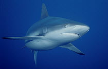 White-tip Reef Shark (Triaenodon obesus), Queensland, Australia