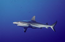 White-tip Reef Shark (Triaenodon obesus), Queensland, Australia