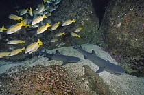 White-tip Reef Shark (Triaenodon obesus) pair on bottom below Blue-and-gold Snapper (Lutjanus viridis) school, Cocos Island, Costa Rica