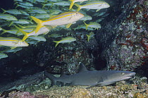 White-tip Reef Shark (Triaenodon obesus) and Mexican Goatfish (Mulloidichthys dentatus) school, Cocos Island, Costa Rica