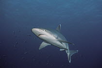 Silver-tip Shark (Carcharhinus albimarginatus), Cocos Island, Costa Rica
