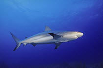 Caribbean Reef Shark (Carcharhinus perezii), Bahamas, Caribbean