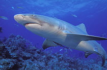 Caribbean Reef Shark (Carcharhinus perezii), Bahamas, Caribbean
