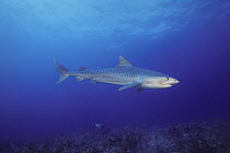 Tiger Shark (Galeocerdo cuvieri), Bahamas, Caribbean