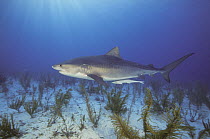 Tiger Shark (Galeocerdo cuvieri) with attached Remora (Remora sp), Bahamas, Caribbean