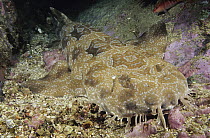 Spotted Wobbegong (Orectolobus maculatus) shark camouflaged on ocean floor, New South Wales, Australia