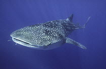 Whale Shark (Rhincodon typus), Western Australia, Australia