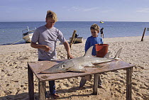 White-spotted Guitarfish (Rhynchobatus djiddensis) catch being cleaned by fisherman and his son, Western Australia, Australia