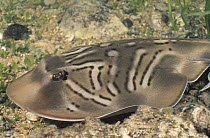 Southern Fiddler Ray (Trygonorrhina fasciata), South Australia, Australia
