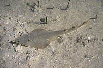 Giant Shovelnose Ray (Glaucostegus typus) juvenile camouflaged on ocean floor, Western Australia, Australia