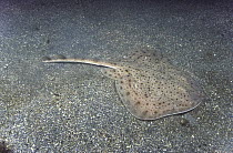 Winter Skate (Raja ocellata) camouflaged on ocean floor, Maine