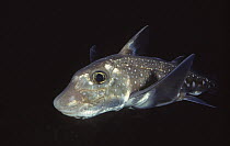 Spotted Ratfish (Hydrolagus colliei), British Columbia, Canada