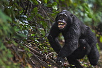 Eastern Chimpanzee (Pan troglodytes schweinfurthii) nineteen year old female, named Imani, with her two year old son, named Ipo, responding to attack by male, Gombe National Park, Tanzania