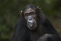 Eastern Chimpanzee (Pan troglodytes schweinfurthii) thirteen year old sub-adult female, named Glitter, Gombe National Park, Tanzania