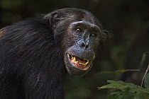 Eastern Chimpanzee (Pan troglodytes schweinfurthii) twenty three year old female, named Nasa, making a defensive grimace, Gombe National Park, Tanzania