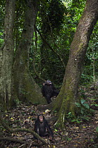 Eastern Chimpanzee (Pan troglodytes schweinfurthii) forty year old female, named Gremlin, carrying young and scanning canopy for fruit, with her seven year old juvenile son, named Gimli, in the foregr...
