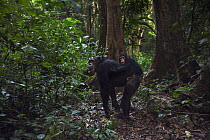 Eastern Chimpanzee (Pan troglodytes schweinfurthii) forty year old female, named Gremlin, carrying two year old infant, named Gizmo, Gombe National Park, Tanzania