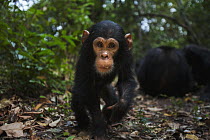 Eastern Chimpanzee (Pan troglodytes schweinfurthii) two year old baby male, named Google, Gombe National Park, Tanzania