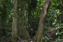 Eastern Chimpanzee (Pan troglodytes schweinfurthii) forty year old female, named Gremlin, scanning canopy for fruit, Gombe National Park, Tanzania