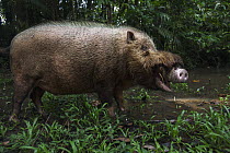 Bearded Pig (Sus barbatus) male in defensive posture, Bako National Park, Sarawak, Borneo, Malaysia