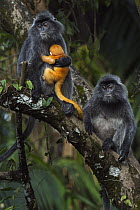 Silvered Leaf Monkey (Trachypithecus cristatus) female holding week old baby after it was handled roughly by another female, Bako National Park, Sarawak, Borneo, Malaysia