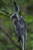 Silvered Leaf Monkey (Trachypithecus cristatus) juvenile in tree, Bako National Park, Sarawak, Borneo, Malaysia