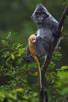 Silvered Leaf Monkey (Trachypithecus cristatus) mother with week old baby in tree, Bako National Park, Sarawak, Borneo, Malaysia