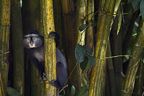 Blue Monkey (Cercopithecus mitis) juvenile in bamboo, Kakamega Forest Reserve, Kenya