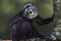 Blue Monkey (Cercopithecus mitis) feeding on fruit retrieved from its cheek pouch, Kakamega Forest Reserve, Kenya
