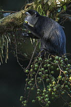 Blue Monkey (Cercopithecus mitis) juvenile feeding on fruit, Kakamega Forest Reserve, Kenya
