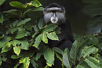 Blue Monkey (Cercopithecus mitis) sub-adult male in tree, Kakamega Forest Reserve, Kenya