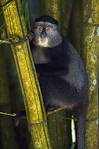Blue Monkey (Cercopithecus mitis) juvenile in bamboo, Kakamega Forest Reserve, Kenya