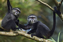 Blue Monkey (Cercopithecus mitis) eleven month old babies playing in tree, Kakamega Forest Reserve, Kenya