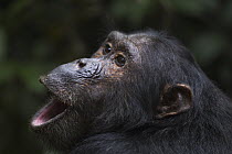 Eastern Chimpanzee (Pan troglodytes schweinfurthii) seventeen year old male, named Zeus, vocalising, Gombe National Park, Tanzania