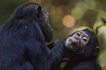 Eastern Chimpanzee (Pan troglodytes schweinfurthii) thirty year old female, named Fanni, grooming her seven year old juvenile daughter, named Familia, Gombe National Park, Tanzania