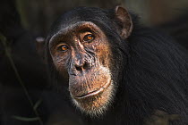 Eastern Chimpanzee (Pan troglodytes schweinfurthii) fifteen year old sub-adult male, named Sampson, Gombe National Park, Tanzania