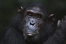 Eastern Chimpanzee (Pan troglodytes schweinfurthii) thirteen year old sub-adult female, named Glitter, Gombe National Park, Tanzania