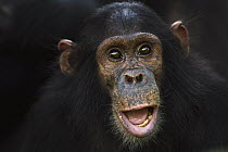 Eastern Chimpanzee (Pan troglodytes schweinfurthii) seven year old juvenile female orphan, named Mambo, Gombe National Park, Tanzania