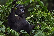 Eastern Chimpanzee (Pan troglodytes schweinfurthii) thirteen year old sub-adult female, named Glitter, feeding on plant stems, Gombe National Park, Tanzania