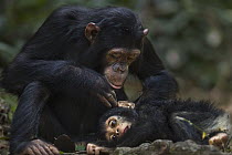 Eastern Chimpanzee (Pan troglodytes schweinfurthii) seven year old juvenile female, named Familia, grooming her nine month old infant brother, named Fifty, Gombe National Park, Tanzania