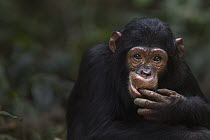Eastern Chimpanzee (Pan troglodytes schweinfurthii) seven year old juvenile female, named Familia, picking her nose and eating its contents, Gombe National Park, Tanzania