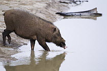 Bearded Pig (Sus barbatus) entering water to cross river, Bako National Park, Sarawak, Borneo, Malaysia