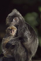 Silvered Leaf Monkey (Trachypithecus cristatus) mother with five month old baby, Bako National Park, Sarawak, Borneo, Malaysia
