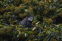 Blue Monkey (Cercopithecus mitis) male, named Bagi, feeding on Dragon's-blood-tree (Harungana madagascariensis) berries, Kakamega Forest Reserve, Kenya
